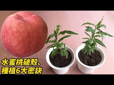 水蜜桃籽可以種嗎|水蜜桃的種植技術：是蜜桃的種植技術詳解（附圖）